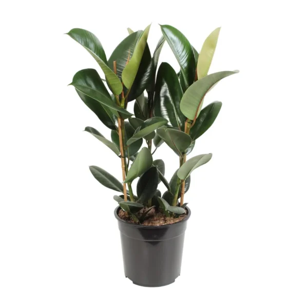 Feigenbaum Elastica Robusta - Ø27cm - ↨85cm