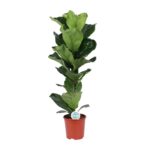 Feigenbaum Lyrata - Ø21cm - ↕90cm
