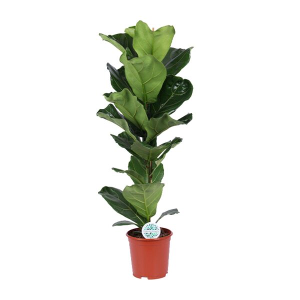 Feigenbaum Lyrata - Ø21cm - ↕90cm