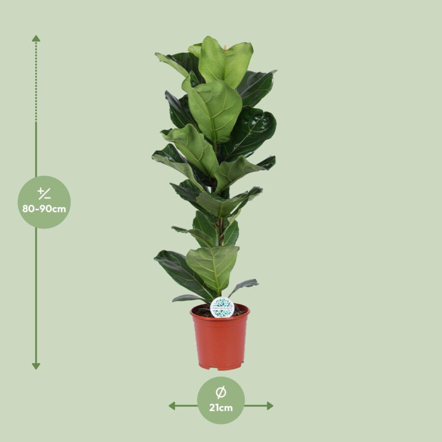 Feigenbaum Lyrata - Ø21cm - ↕90cm – Bild 2