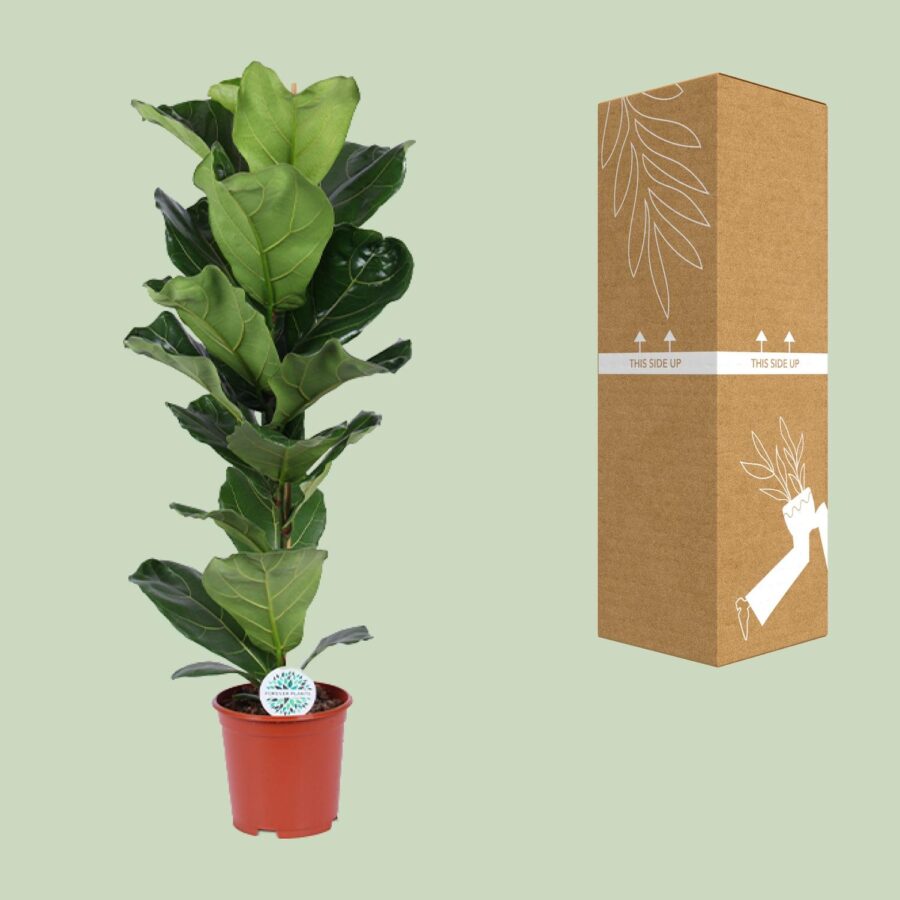 Feigenbaum Lyrata - Ø21cm - ↕90cm – Bild 3