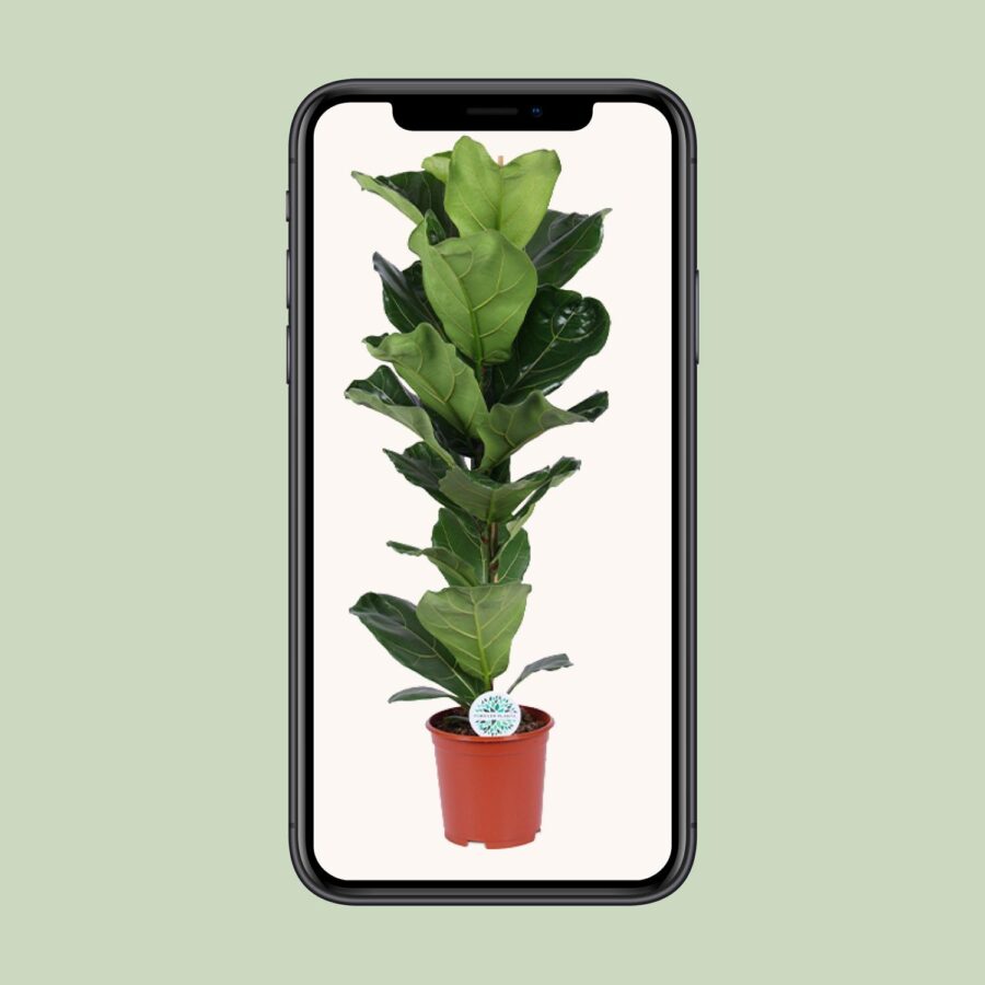 Feigenbaum Lyrata - Ø21cm - ↕90cm – Bild 4