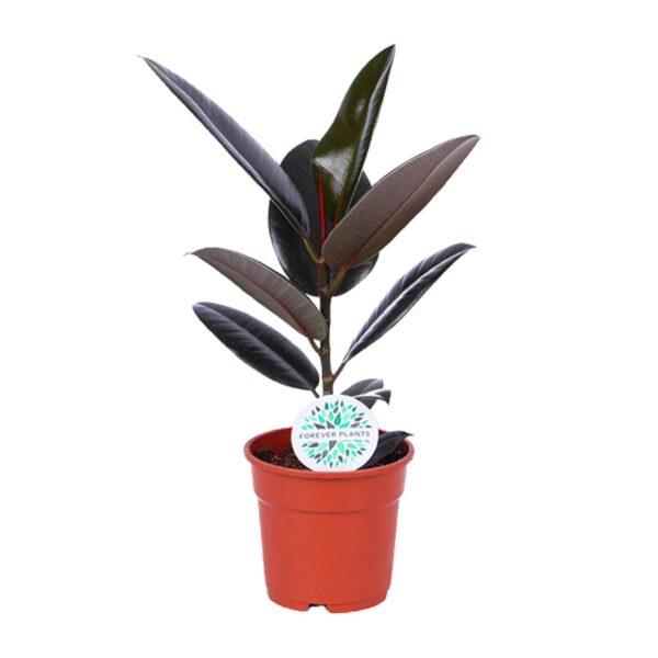 Feigenbaum Elastica Abidjan - Ø17cm - ↕55cm