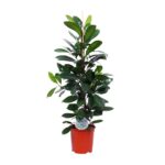 Feigenbaum Cyathistipula - Ø21cm - ↕105cm