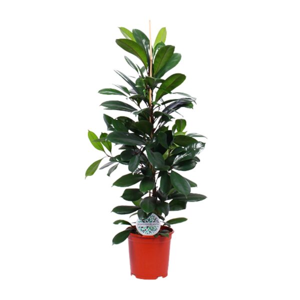 Feigenbaum Cyathistipula - Ø21cm - ↕105cm