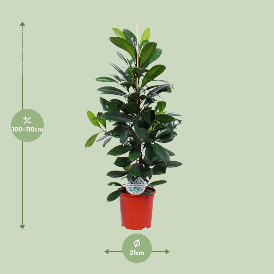 Feigenbaum Cyathistipula - Ø21cm - ↕105cm – Bild 2