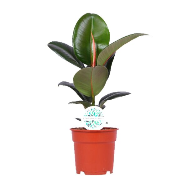 Feigenbaum Elastica Robusta - Ø17cm - ↕55cm
