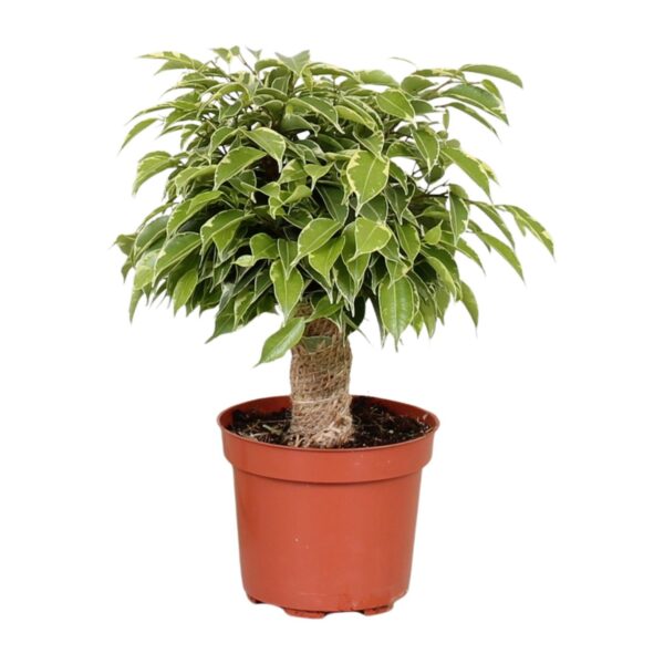 Feigenbaum Benjamina Kinky - Ø12cm - ↕28cm