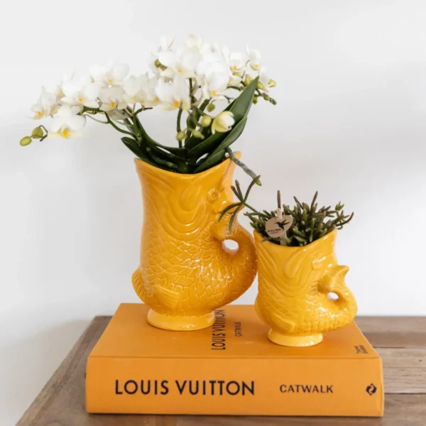 Set aus weißer Nazaré-Orchidee und Sukkulente in dekorativem orangenem Fisch-Topf - Topfgröße Ø9cm & Ø6cm