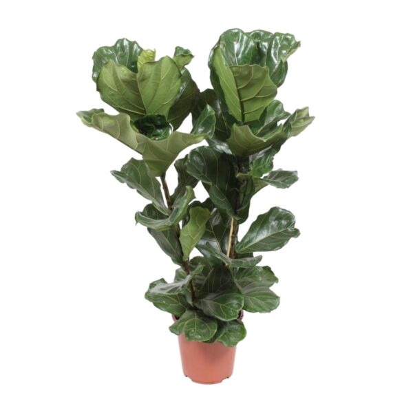 Feigenbaum Lyrata - Ø27cm - ↕100cm