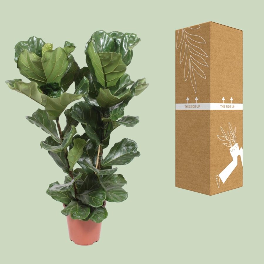 Feigenbaum Lyrata - Ø27cm - ↕100cm – Bild 3