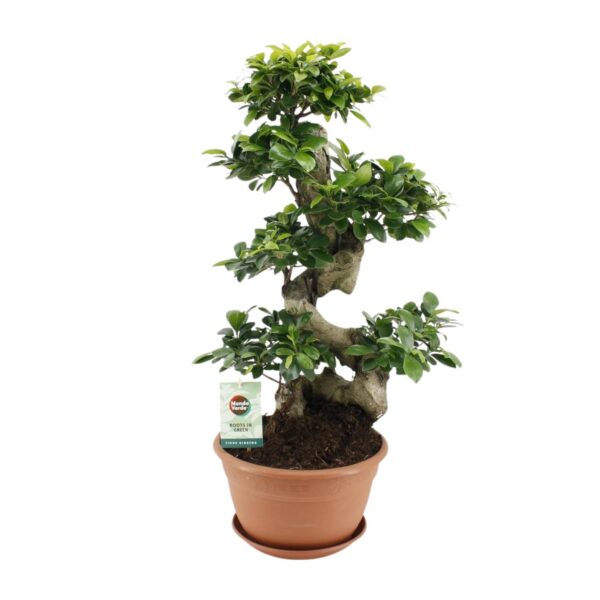 Feigenbaum Ginseng - Ø27cm - ↕70cm