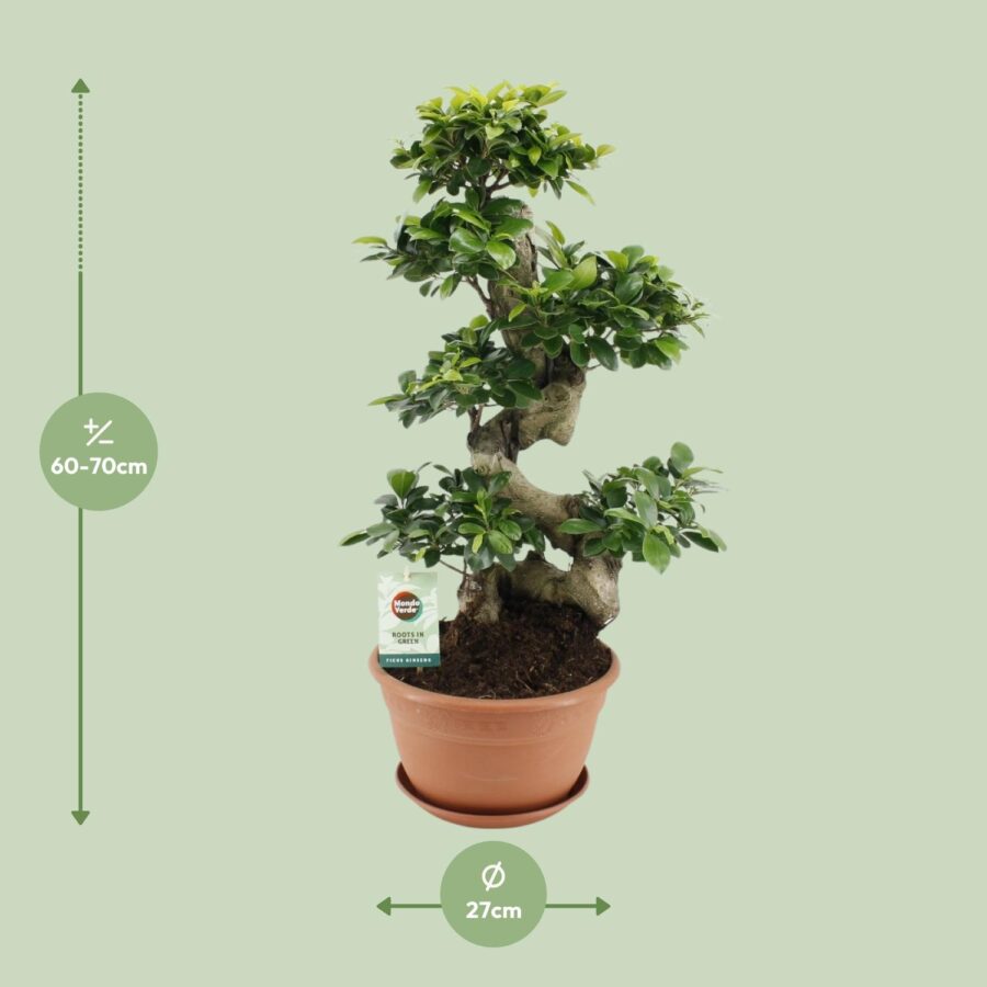Feigenbaum Ginseng - Ø27cm - ↕70cm – Bild 2