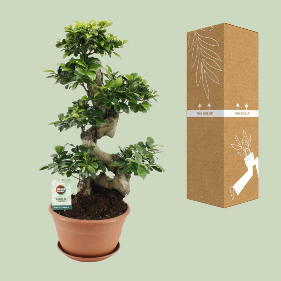 Feigenbaum Ginseng - Ø27cm - ↕70cm – Bild 3