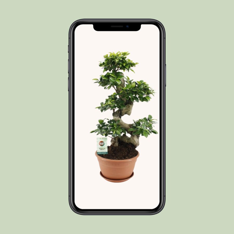 Feigenbaum Ginseng - Ø27cm - ↕70cm – Bild 4