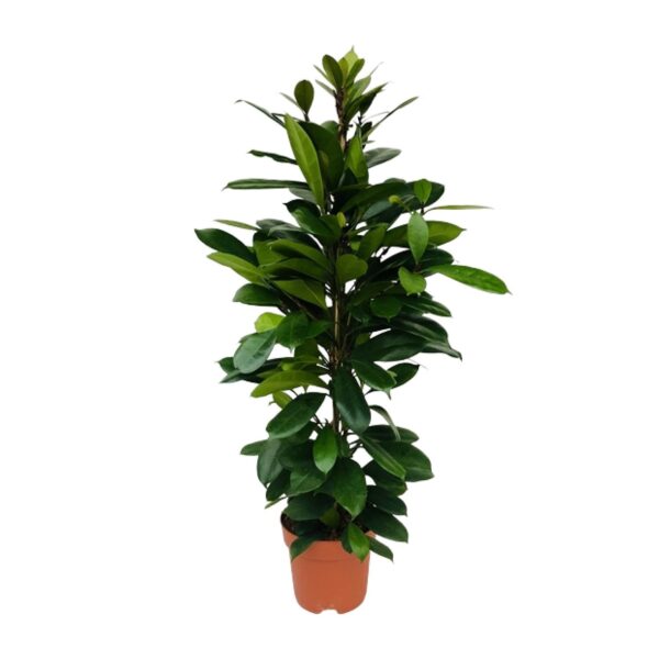 Feigenbaum Cyathistipula - Ø21cm - ↕105cm