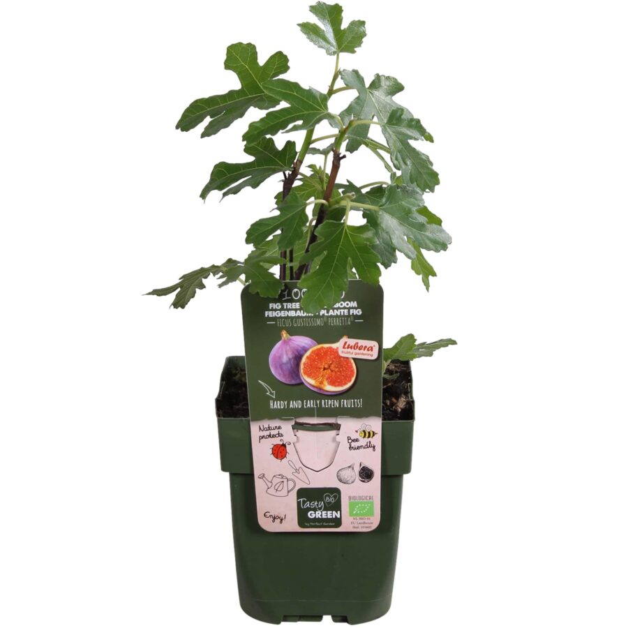 Feigenbaum Gustissimo Perretta - Ø13 - ↨45cm – Bild 2