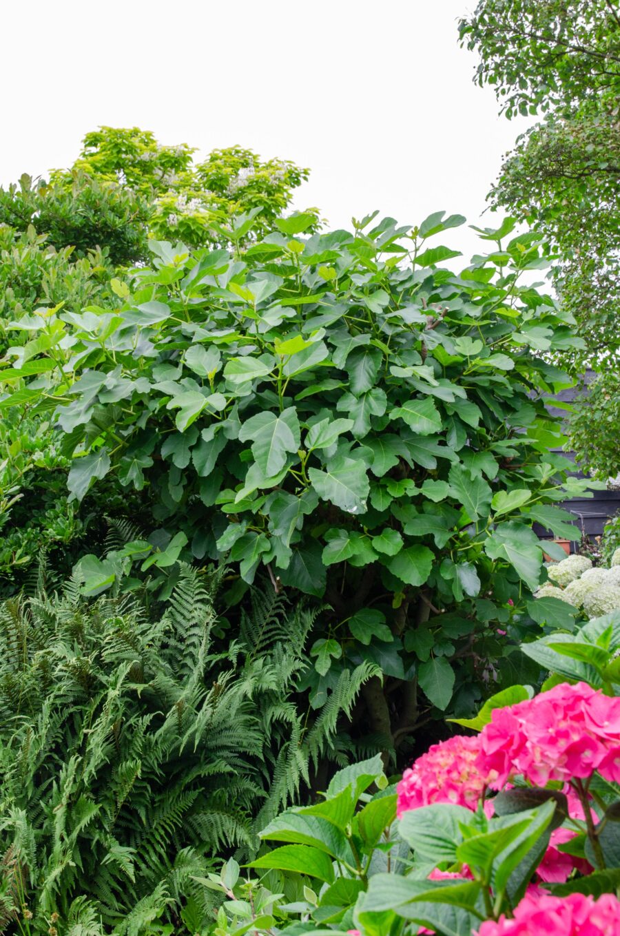 Feigenbaum Gustissimo Perretta - Ø13 - ↨45cm – Bild 3