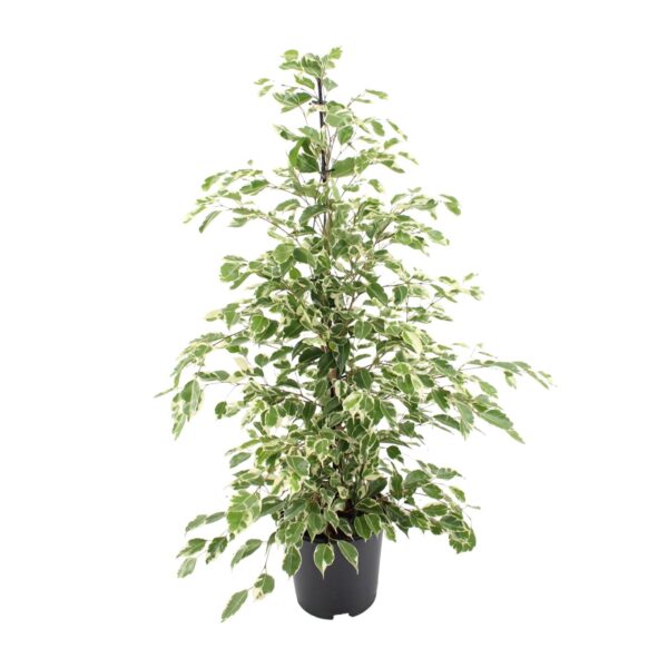 Feigenbaum benjamina Twilight - Ø21cm - ↕95cm