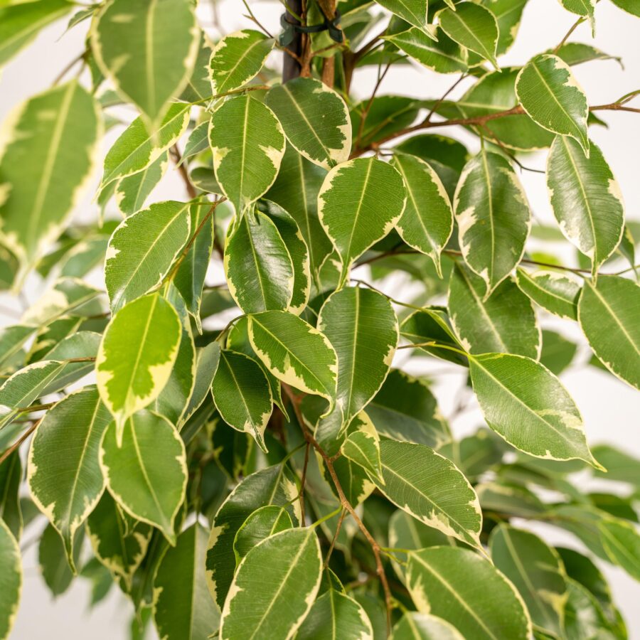 Feigenbaum benjamina Goldenking - Ø21cm - ↕95cm + Topf Mayk Lead – Bild 3
