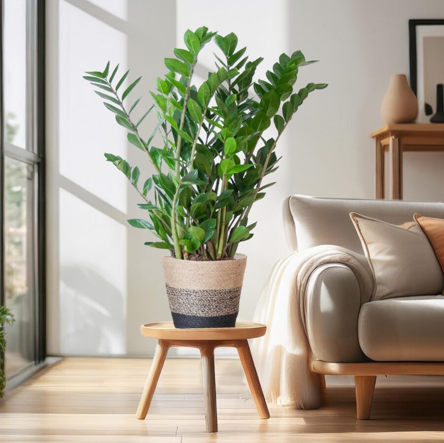 Glücksfeder Zamioculcas Zamiifolia mit Pflanzkorb Lissabon Schwarz - 80cm - Ø21 – Bild 3