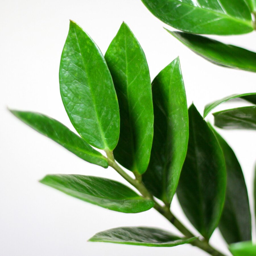 Glücksfeder Zamioculcas Zamiifolia mit Sofia-Korb natur - 80cm - Ø21 – Bild 4