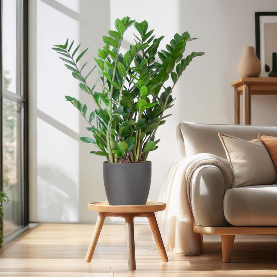 Glücksfeder Zamioculcas Zamiifolia mit Viber Grau - 80cm - Ø21 – Bild 3