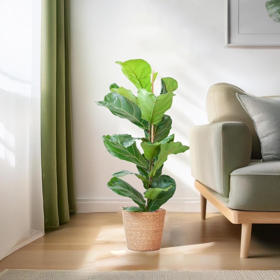 Feigenbaum Lyrata mit Korb Sofia natur - 80cm - Ø21 – Bild 3