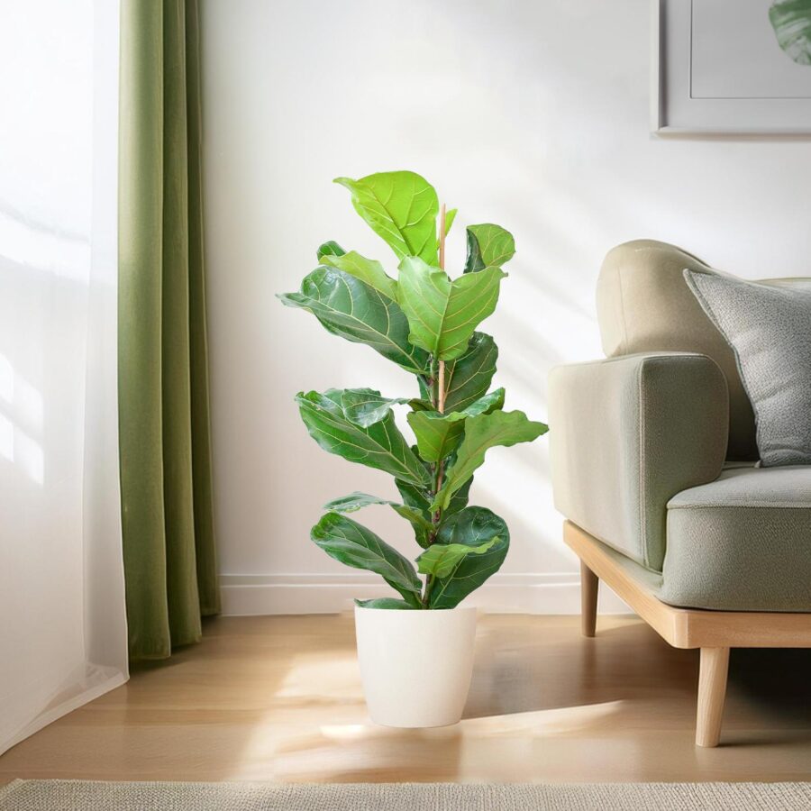 Feigenbaum Lyrata mit Viber-Topf weiß – 80 cm – Ø21 – Bild 3