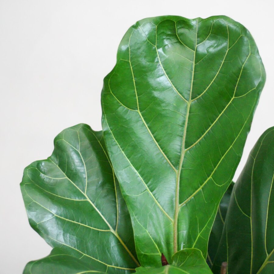 Feigenbaum Lyrata mit Viber-Topf weiß – 80 cm – Ø21 – Bild 5