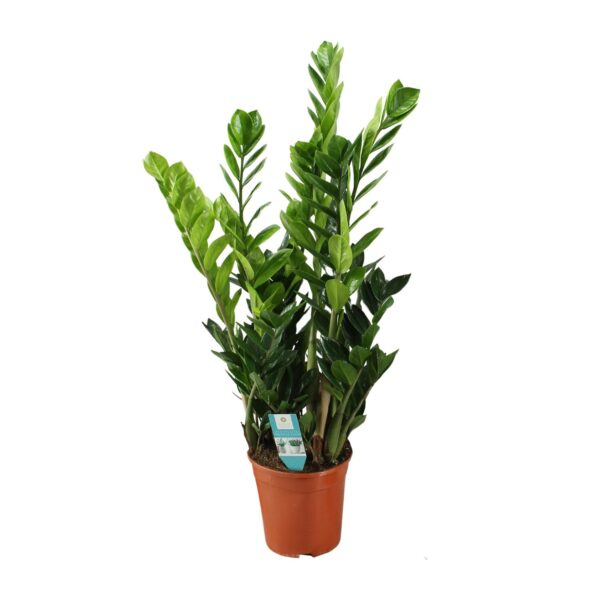 Glücksfeder 21cm - Ø21cm - ↕100cm