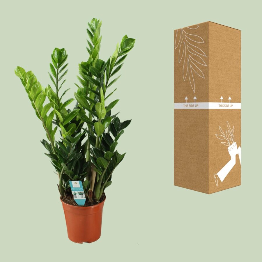 Glücksfeder 21cm - Ø21cm - ↕100cm – Bild 3