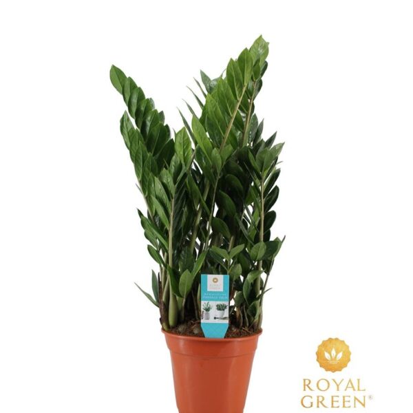 Glücksfeder Zamioculcas 21cm - Ø21cm - ↕75cm