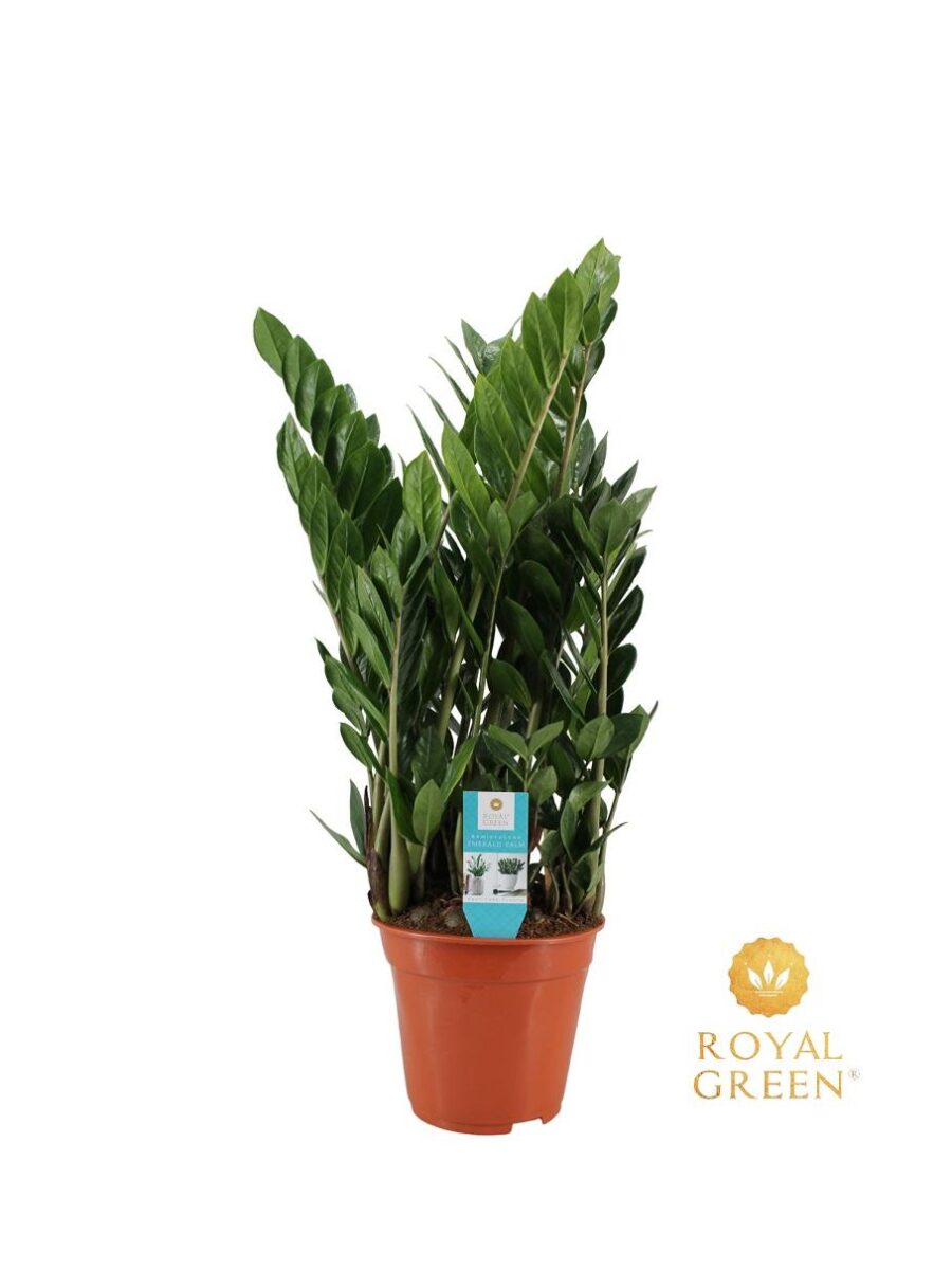 Glücksfeder Zamioculcas 21cm - Ø21cm - ↕75cm
