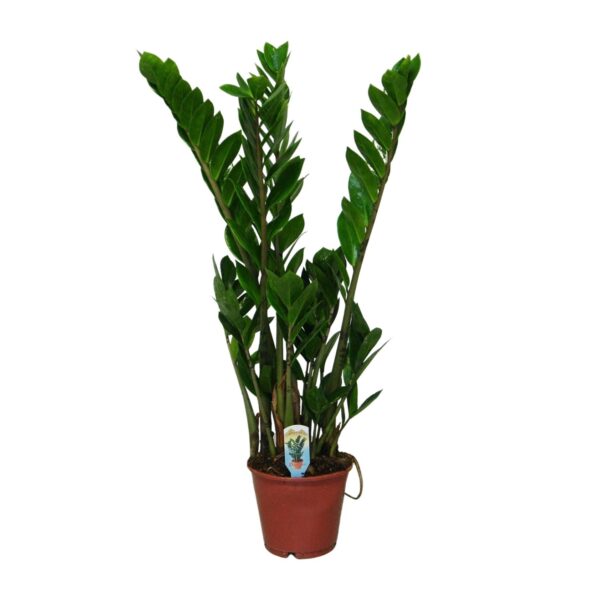 Glücksfeder Zamioculcas Zamiifolia - Ø14cm - ↕50cm