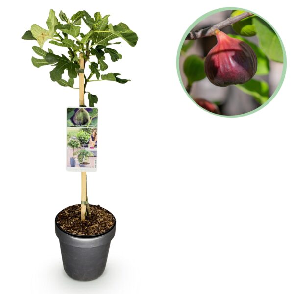 Feigenbaum carica Brown Turkey – Terrassenpflanze – Laubabwerfendes Laub – Winterhart – Grüne Früchte – 19 cm Topfhöhe 90 cm