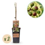 Feigenbaum - Ficus caria Little mis Figgy - Rote Frucht - 2 Pflanzen - Topf 15cm Höhe 50cm