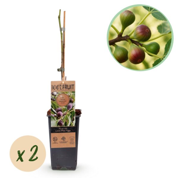 Feigenbaum - Ficus caria Little mis Figgy - Rote Frucht - 2 Pflanzen - Topf 15cm Höhe 50cm