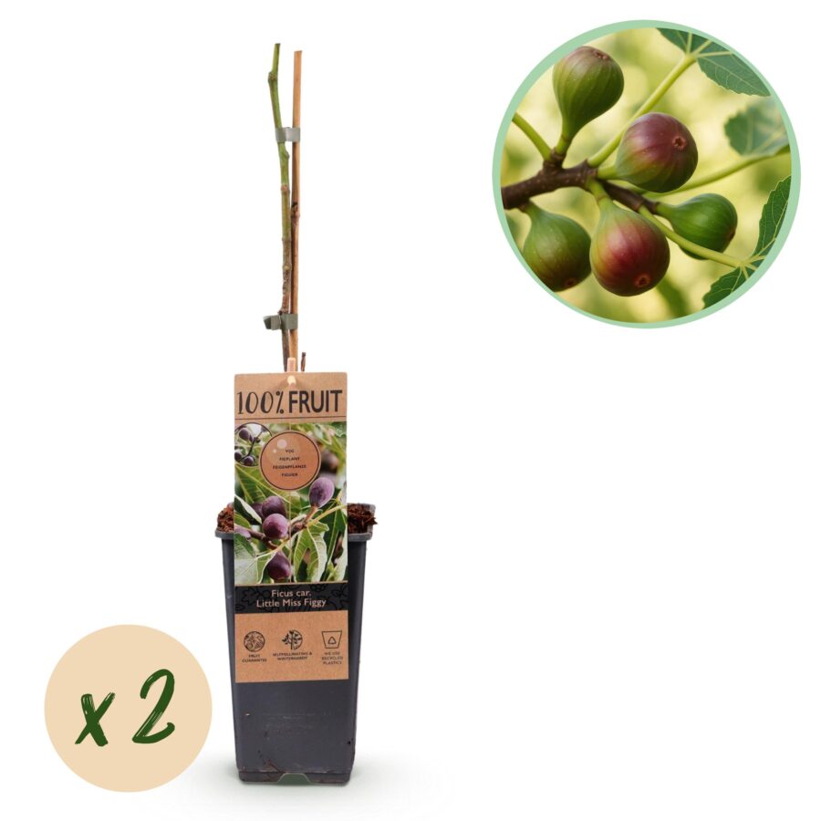 Feigenbaum - Ficus caria Little mis Figgy - Rote Frucht - 2 Pflanzen - Topf 15cm Höhe 50cm