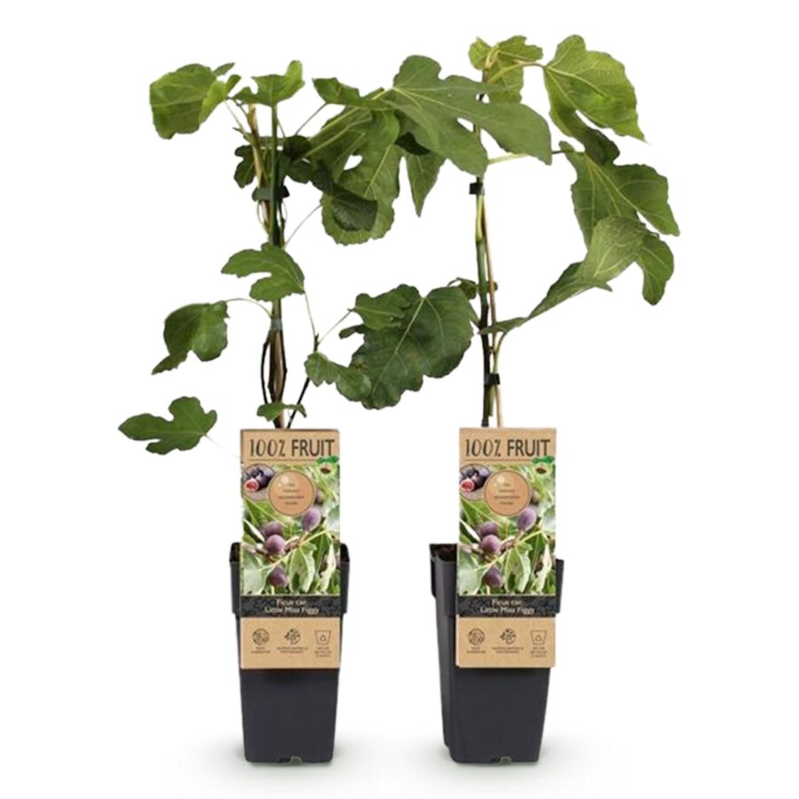 Feigenbaum - Ficus caria Little mis Figgy - Rote Frucht - 2 Pflanzen - Topf 15cm Höhe 50cm – Bild 2