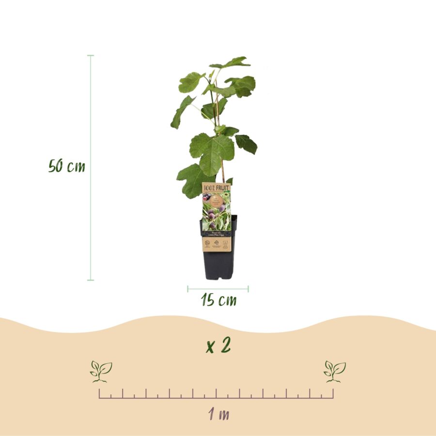 Feigenbaum - Ficus caria Little mis Figgy - Rote Frucht - 2 Pflanzen - Topf 15cm Höhe 50cm – Bild 3
