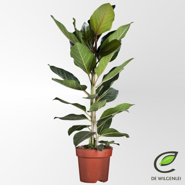 Feigenbaum Benghalensis 'Joy' P21 - Ø21cm - ↕90cm