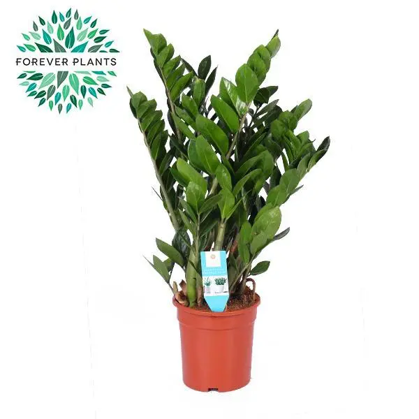 Glücksfeder Zamioculcas Zamiifolia - Ø21cm - ↨95cm