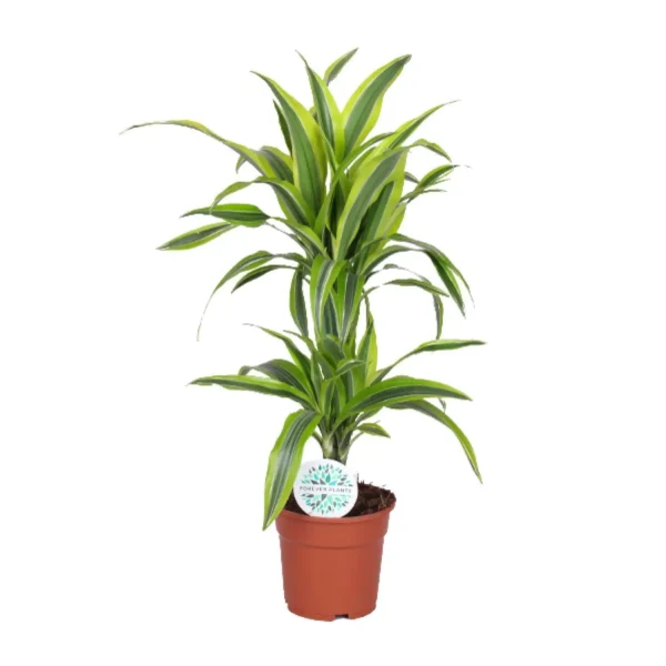 Drachenbaum Dracaena Lemon Lime - Ø17cm - ↨65cm