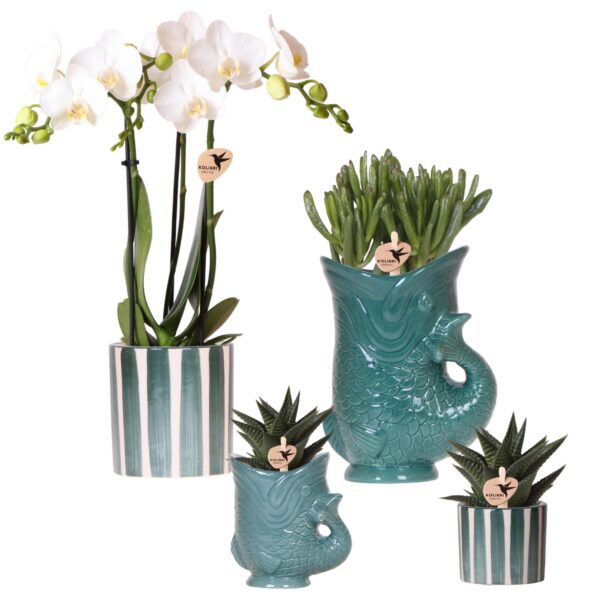 Kolibri Orchids | Set mit weißer Orchidee Amabilis und Sukkulenten in keramischen Ziertöpfen – Topfgröße Ø9 cm & Ø6 cm | Blühende Zimmerpflanze – Frisch vom Züchter