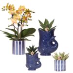 Kolibri Orchids | Set mit Orchidee Lima und Sukkulenten in keramischen Ziertöpfen – Topfgröße Ø9 cm & Ø6 cm | Blühende Zimmerpflanze – Frisch vom Züchter