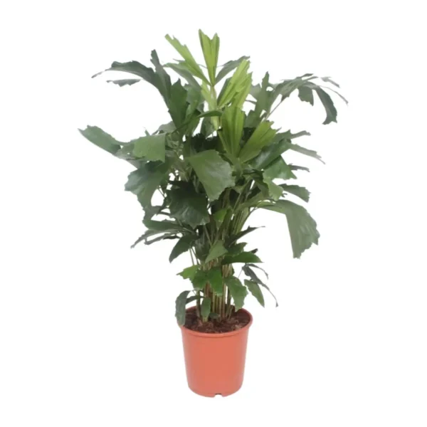 Fischschwanzpalme Caryota Mitis - Ø24cm - ↨110cm