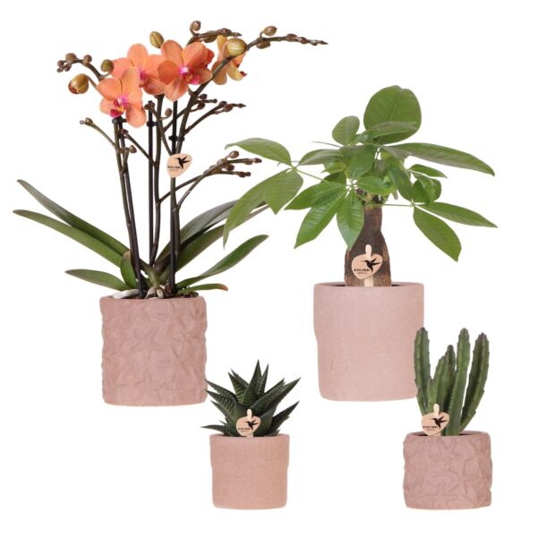 Kolibri Orchids | Set aus Bolzano-Orchidee und Sukkulenten in dekorativen Keramiktöpfen – Topfgröße Ø9cm & Ø6cm | blühende Zimmerpflanze – frisch vom Züchter