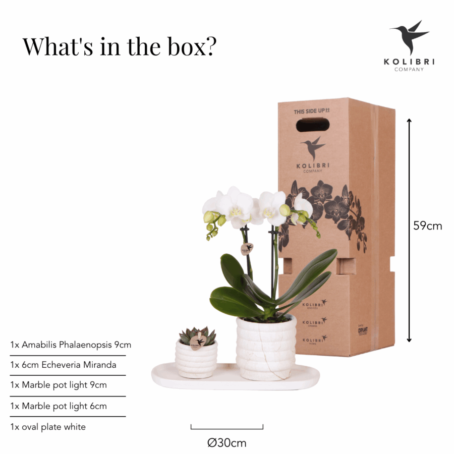 Kolibri Company | Pflanzenset Slow Living Small | Weiße Phalaenopsis Orchidee Lausanne und Sukkulente inkl. Keramik-Zierpflanztöpfe auf weißem organischen Tablett – Bild 4