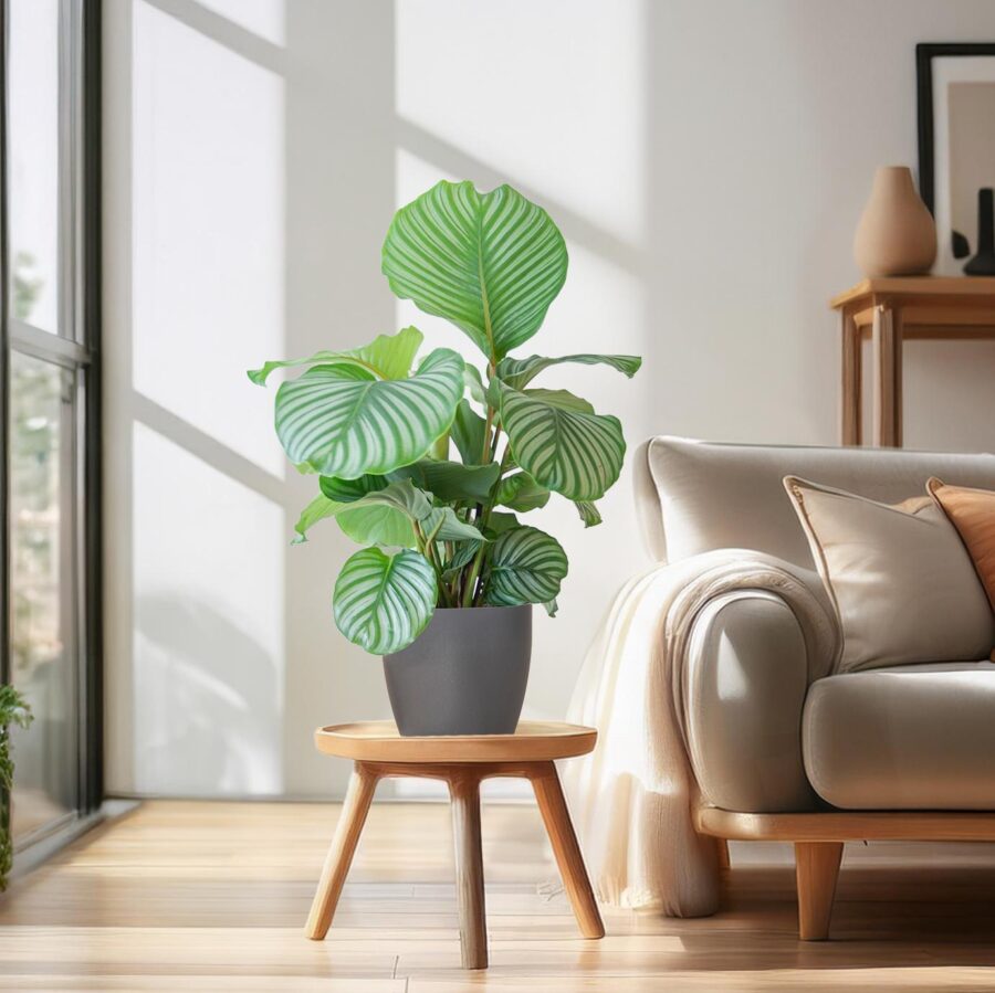 Calathea Orbifolia mit Viber grau - 65cm - Ø21 – Bild 3